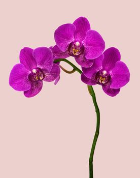 Macro image of Dendrobium Orchid in beige background