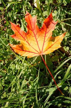 Red, and orange maple leaf on the green grass, in the forest in autumn