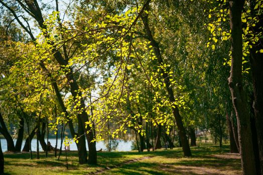 Poplar leaves in backlight, near the Dnieper River in Kiev, Ukraine, on a sunny late summer day