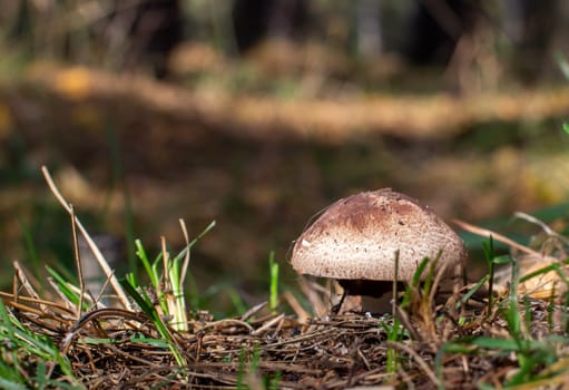 Beautiful mushroom in the forest. Edible or non-edible mushroom in the autumn forest. Mushroom picking in the forest