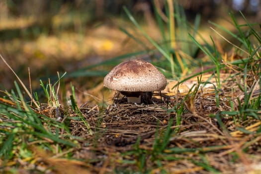 Beautiful mushroom in the forest. Edible or non-edible mushroom in the autumn forest. Mushroom picking in the forest