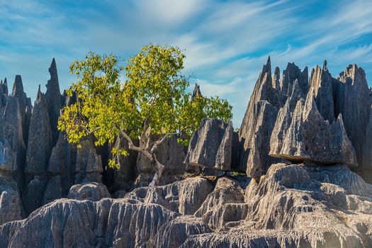 Famous grey tsingy peaks in Bemaraha