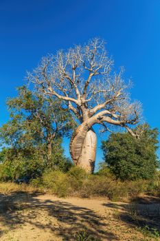 Two Baobab Trees grown together called The Baobabs in love