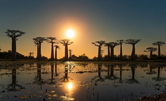 Baobab trees at dawn with birds in Madagascar