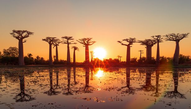 Baobab trees at dawn with birds in Madagascar