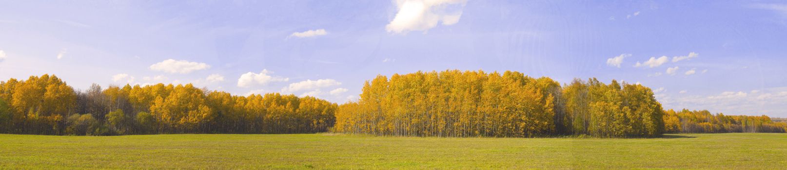 Autumn nature in panorama. Autumn yellow forest and field. Blue sky with clouds over the forest.