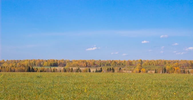 Autumn yellow forest and field. Blue sky with clouds over the forest. The beauty of nature in autumn.