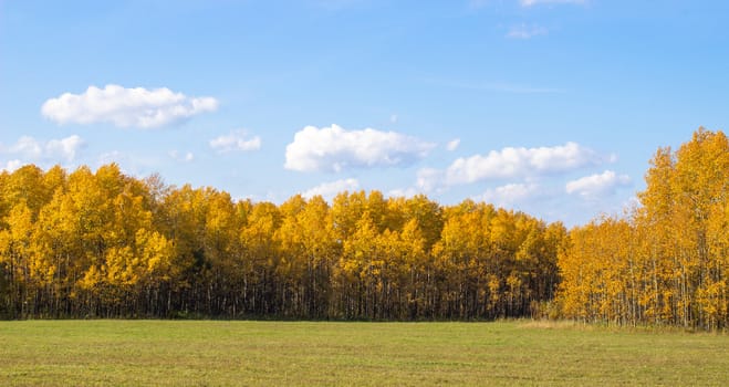 Autumn yellow forest and field. Blue sky with clouds over the forest. The beauty of nature in autumn.