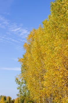 Autumn nature in panorama. Autumn yellow forest and field. Blue sky with clouds over the forest.