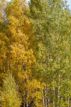 Autumn nature in panorama. Autumn yellow forest and field. Blue sky with clouds over the forest.