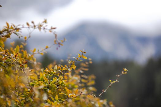 Closeup golden yellow and orange leaves. Autumn bokeh texture. Blurred mountains of the Alps in the background. Space for text. using for advertising banner for a website
