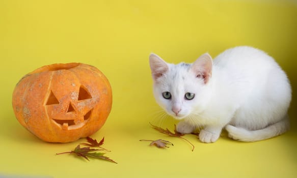 Funny pumpkin on a yellow background next to a white cat, looking at the camera.The Concept Of Halloween.