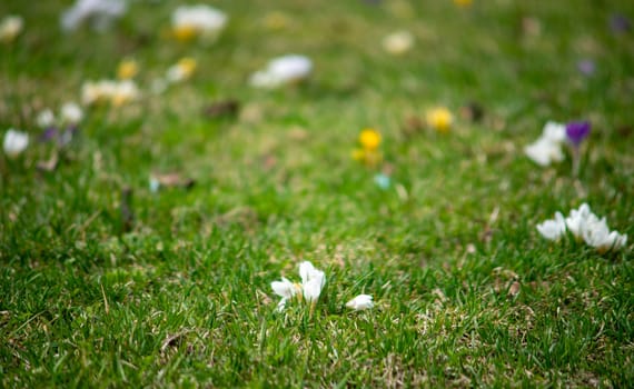 Multicolored spring flowers on a green lawn, shot with a shallow depth of field