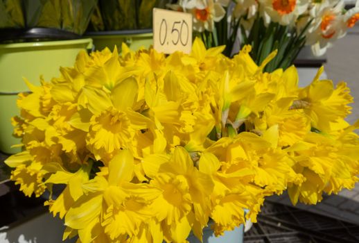 Bouquet of yellow daffodils in a flower shop