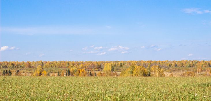 Autumn yellow forest and field. Blue sky with clouds over the forest. The beauty of nature in autumn.