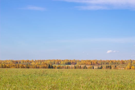 Autumn yellow forest and field. Blue sky with clouds over the forest. The beauty of nature in autumn.