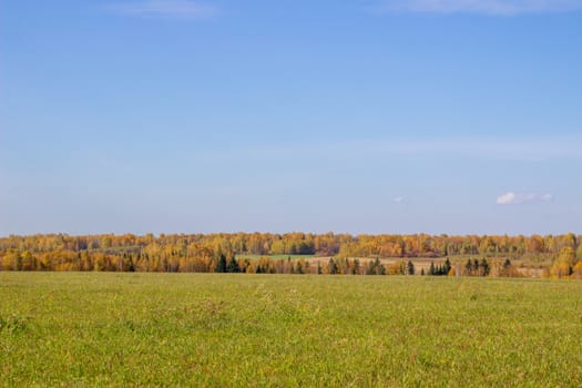 Autumn yellow forest and field. Blue sky with clouds over the forest. The beauty of nature in autumn.