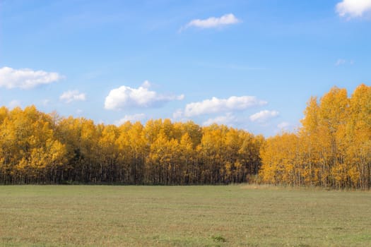 Autumn yellow forest and field. Blue sky with clouds over the forest. The beauty of nature in autumn.