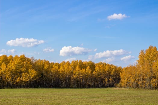 Autumn yellow forest and field. Blue sky with clouds over the forest. The beauty of nature in autumn.