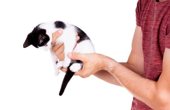 Black and white kitten in the hands of an adult man, isolated