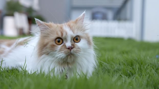 A Persian cat is lying on the grass in the front yard and looking