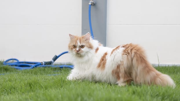 A Persian cat is walking on the grass outside in the front yard and staring.
