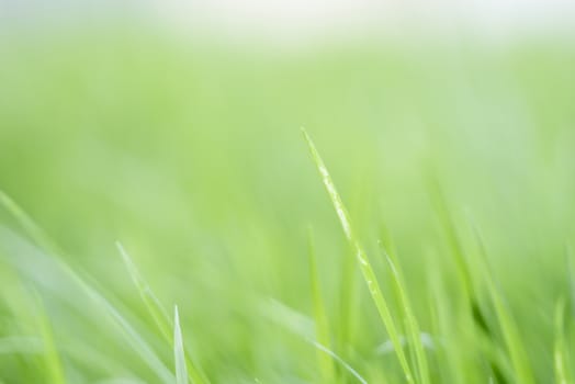 Abstract blurred background of the grass in the field