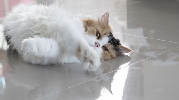 Cute Persian cat lying on the floor. Fluffy pet is gazing curiously.