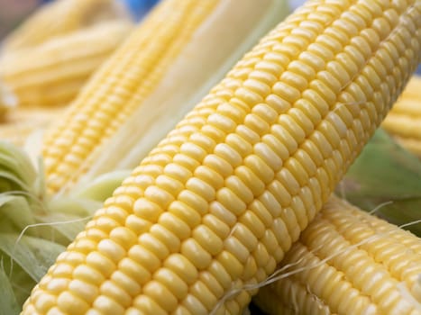 Group sweet corn on the table. Freshness raw maize with peeled. Corn and cob grain useful.