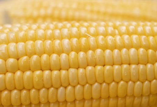 Close-up freshness seeds of sweet corn in a row and water drop with blurred backgrounds.