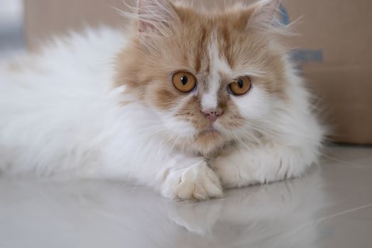 Close-up a Persian cat sleep looking at the camera