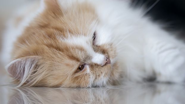 Close-up the face of a Persian cat lying on the floor in the room