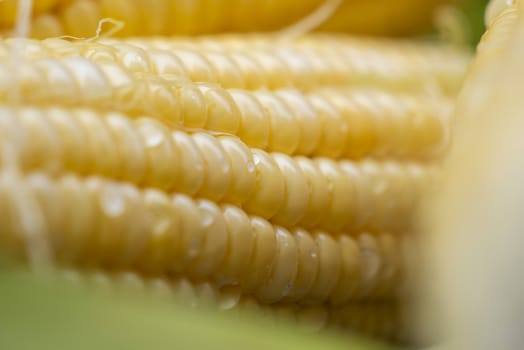 Close-up sweet corn with water drop. Abstract backgrounds of freshness maize. Peeled raw corn, ready to cook, and grain are useful.