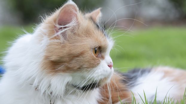 The Persian cat lied on the grass in the front yard and was staring.