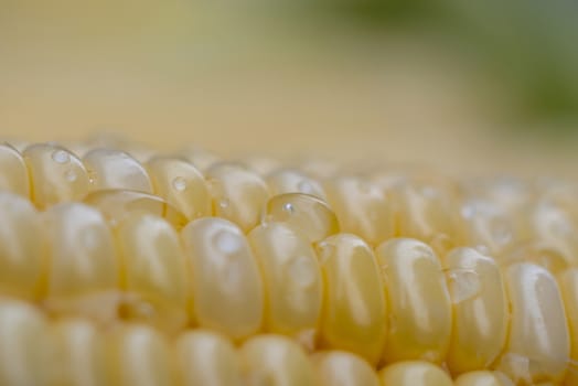 Close-up sweet corn with water drop. Abstract backgrounds of freshness maize. Peeled raw corn, ready to cook, and grain are useful.