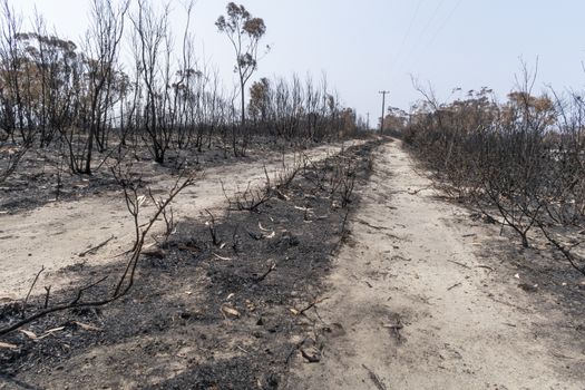 Gum trees burnt alongside a road in the bushfires in The Blue Mountains in Australia