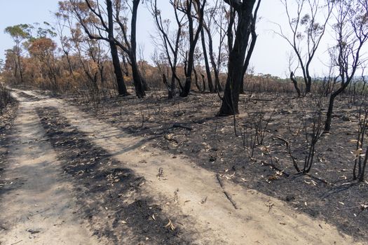 Gum trees burnt alongside a road in the bushfires in The Blue Mountains in Australia