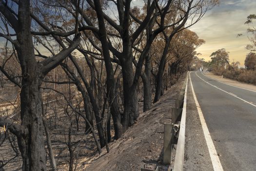 Gum trees burnt alongside a road in the bushfires in The Blue Mountains in Australia