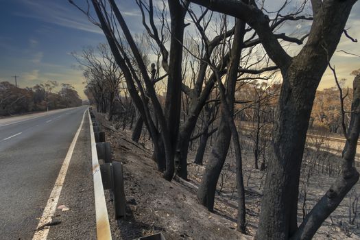 Gum trees burnt alongside a road in the bushfires in The Blue Mountains in Australia