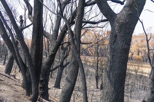 Gum trees burnt alongside a road in the bushfires in The Blue Mountains in Australia