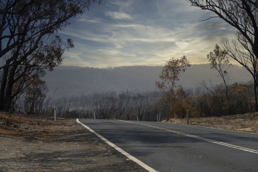 Gum trees burnt alongside a road in the bushfires in The Blue Mountains in Australia