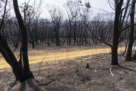 Gum trees burnt alongside a road in the bushfires in The Blue Mountains in Australia