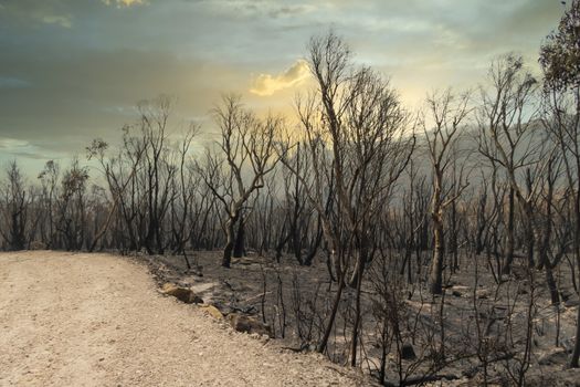 Gum trees burnt alongside a road in the bushfires in The Blue Mountains in Australia