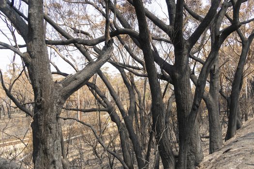 Gum trees burnt alongside a train track in the bushfires in The Blue Mountains in Australia