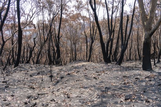 Gum trees burnt in the bushfires in The Blue Mountains in Australia