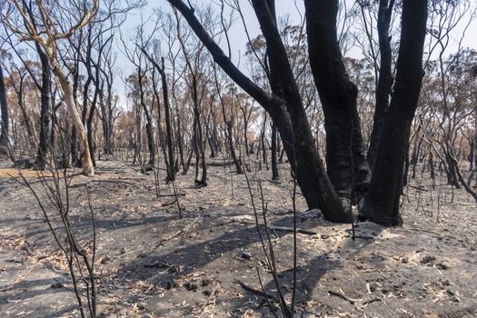 Gum trees burnt in the bushfires in The Blue Mountains in Australia