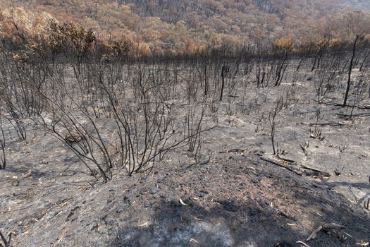 Gum trees burnt in the bushfires in The Blue Mountains in Australia