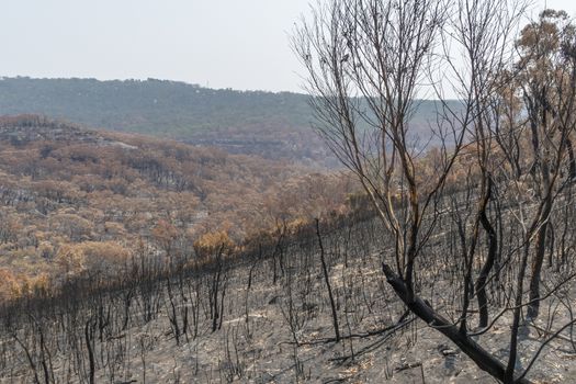 Gum trees burnt in the bushfires in The Blue Mountains in Australia