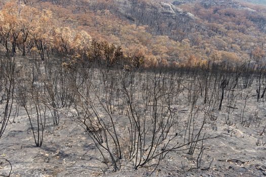 Gum trees burnt in the bushfires in The Blue Mountains in Australia