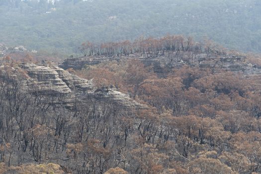 Gum trees burnt in the bushfires in The Blue Mountains in Australia